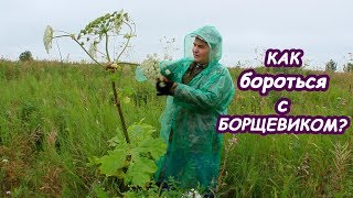 Как эффективно бороться с борщевиком без химикатов?