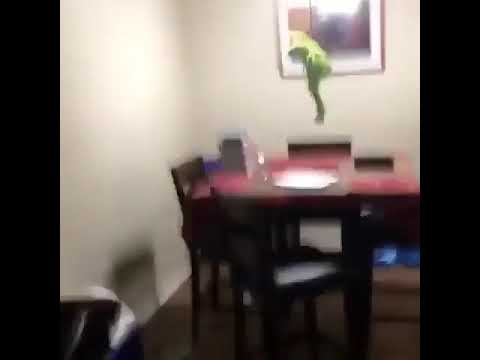 kermit commit suicide
