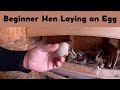 Beginner Hen Laying an Egg ep05.114