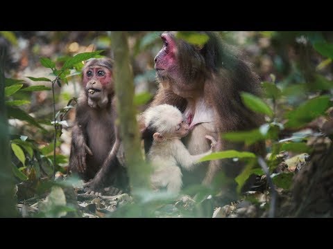 On A Food Trail: The Stump-tailed Macaques Search the Forest Floor For A Feast