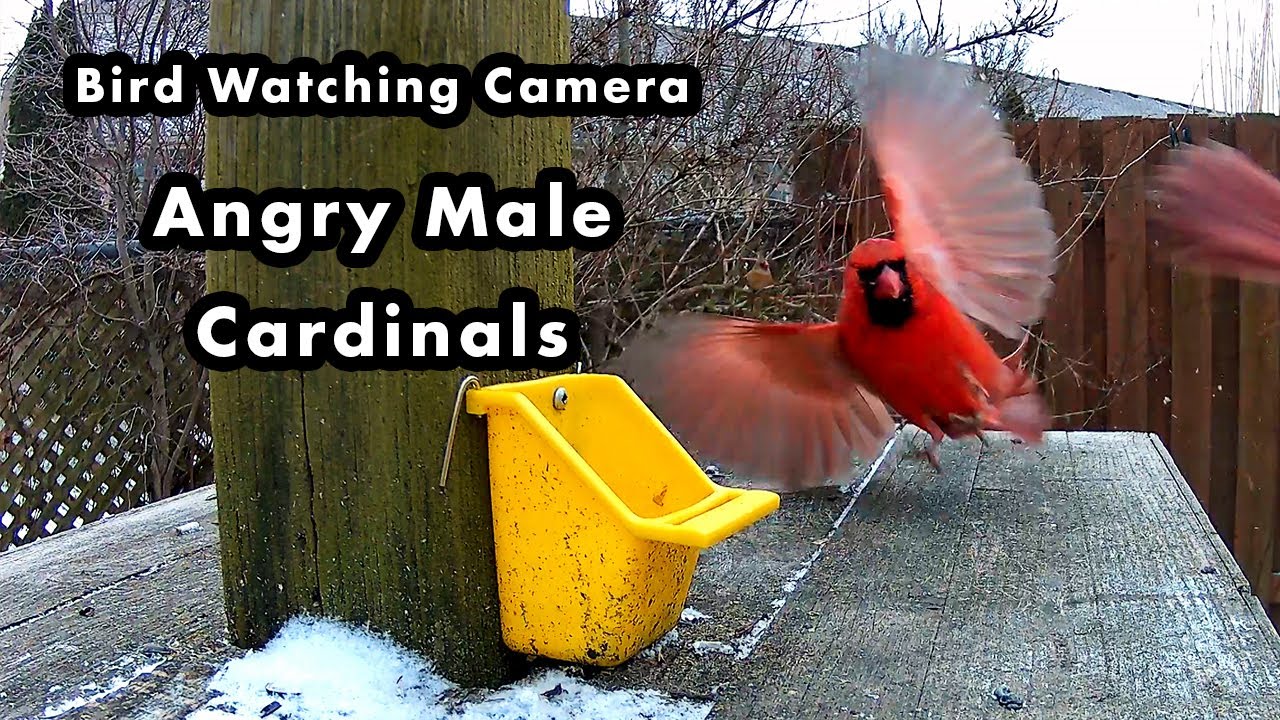 Bird Watching Camera - Angry Northern Cardinals Swooping Onto The Bird ...