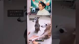 Promise to kar diya ab bina chicken ke kya khaunga #funnydog #dogmemes #viralshorts #petcomedy