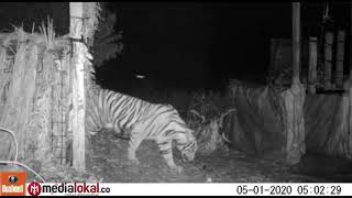 Detik-detik Saat Harimau Sumatera di Pelangiran-Inhil Masuk ke Dalam Perangkap