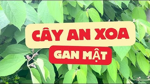 Cây An Xoa – Bí Quyết Giải Độc & Hỗ Trợ Điều Trị Bệnh Gan Hiệu Quả!