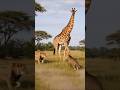 Cheetah Upar Baitha 😂 | Lion Dahadta Raha | Giraffe Confused #Wildlife #FunnyAnimals