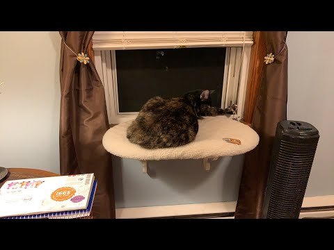 cat bed amazon APRIL 29th LIVE CLOSING TIME - SHARING IS CARING