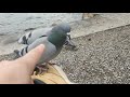 Alpha pigeon doesnt care