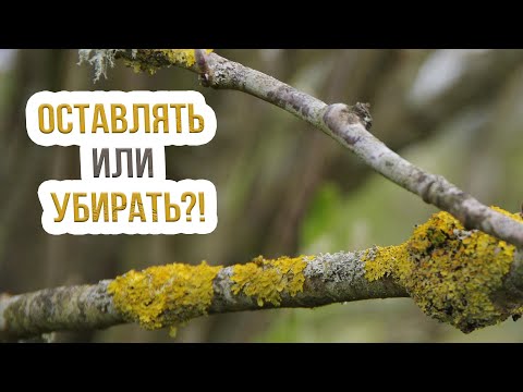 Мхи и лишайники на плодовых деревьях -  как с ними бороться? Чем опасны мхи и лишайники?