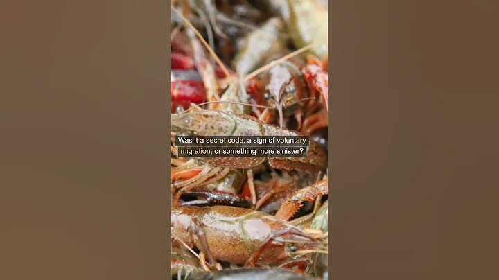 The Lost Colony of Roanoke America's Oldest Mystery #Shorts #Roanoke #Mystery