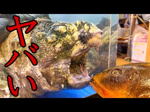 It was insane watching one of the largest alligator snapping turtles in Japan crush a giant carp'...