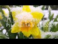 Pilkheitä 7.4.2022