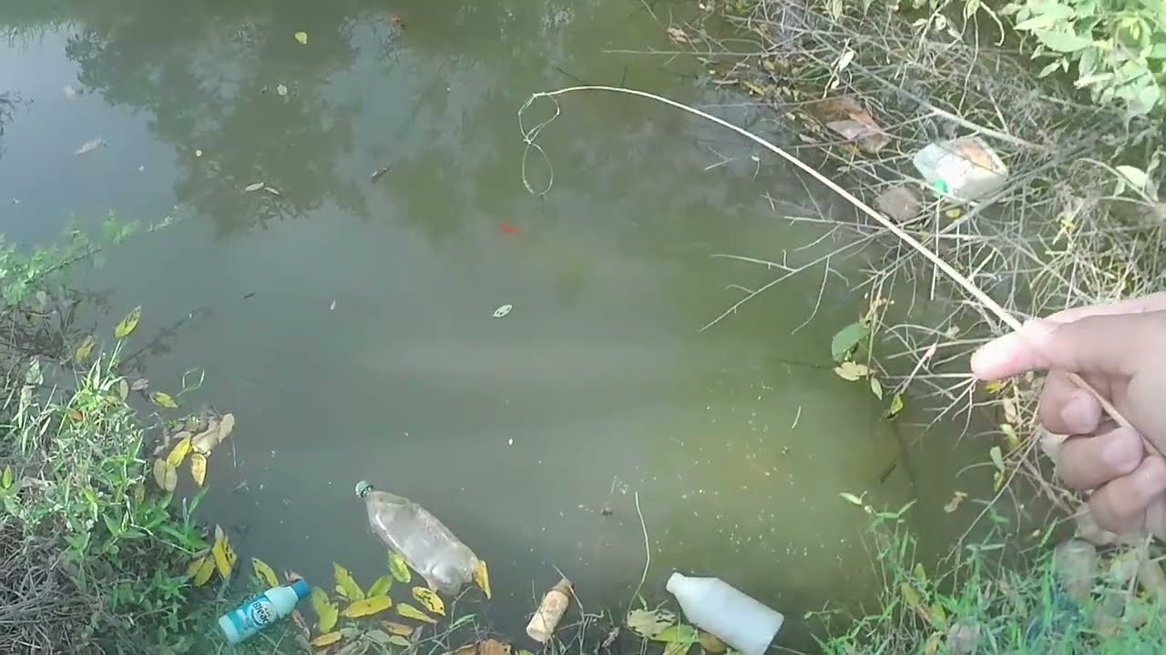 Tanago Fishing with BROOM BRUSH AS ROD