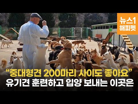 "200마리 중대형 유기견들 모였는데 안 싸우네"…훈련, 교육 효과 | abandoned dog