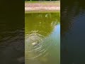 #fishing #bassfishing #tilapia #outdoors #pondfishing #fishinglures