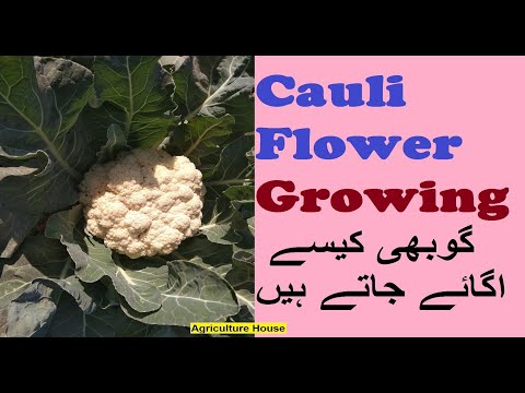 Cauliflower Growing / گوبھی کیسے اگائے جاتے ہیں