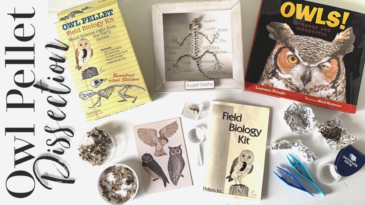 Owl Pellet Dissection Full Rodent Skeleton Youtube