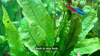 🌿 Why Java Fern Is PERFECT for Your Aquarium 🐠✨ | Elemental Realm