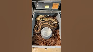 New Genetic Stripe combos coming soon!