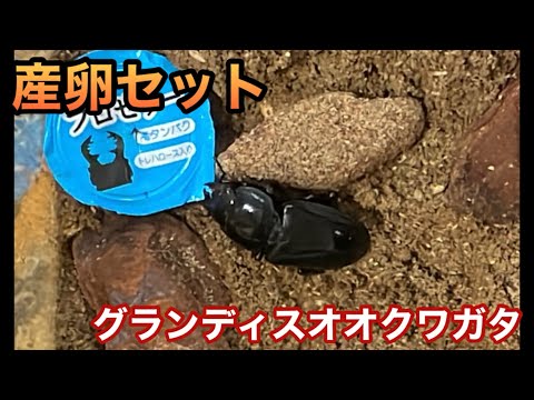 クワガタ繁殖セットまとめて（グランディスのおまけあり） 産卵セット グランディスオオクワガタ - YouTube