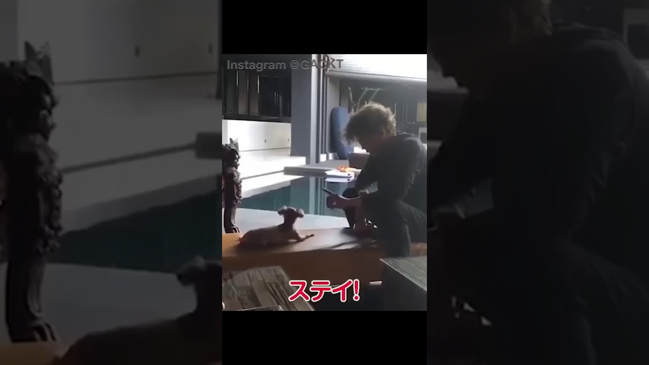 GACKT with his dogs part 2