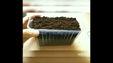 Обзор и посев семян,жёлтой Акации🌳🙏