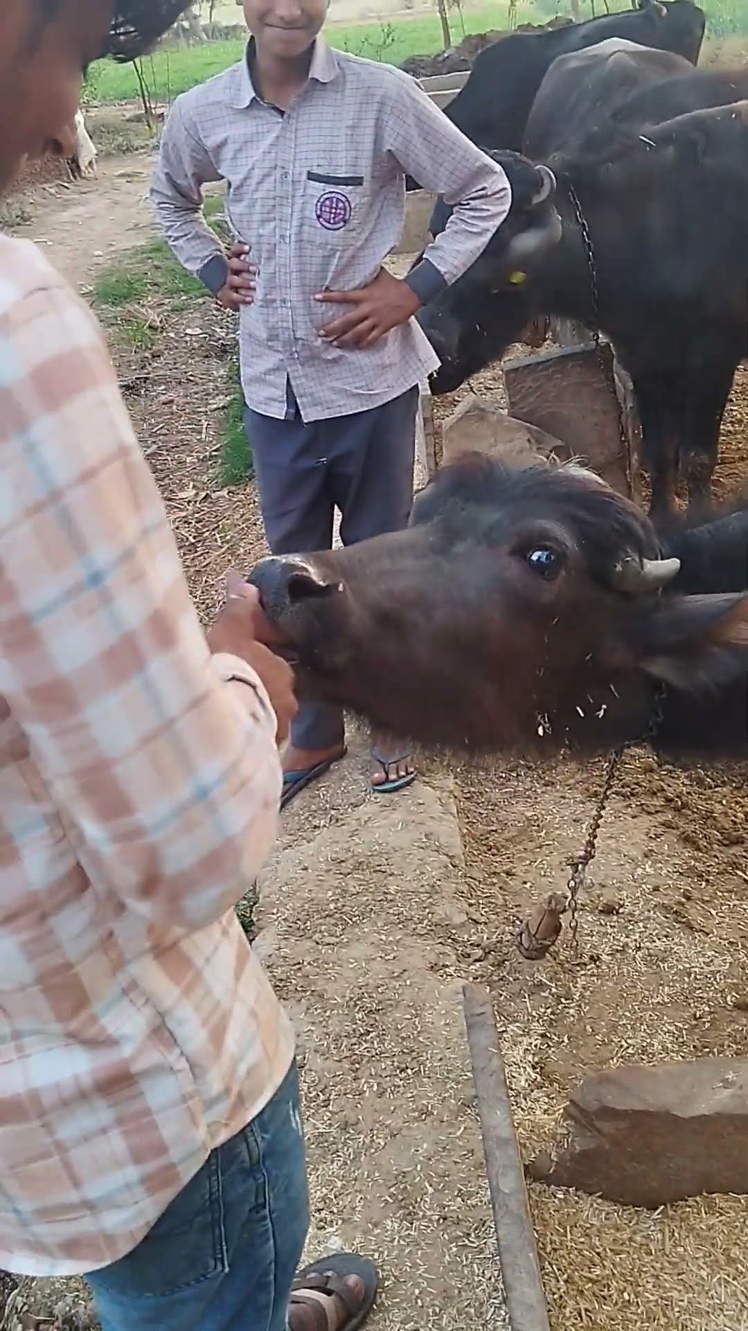 Cattle Uses Tongue To Help Count Money || ViralHog