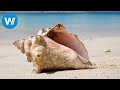 Grenada (travel-documentary from the season "Caribbean Moments")