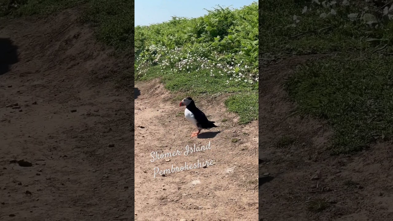 #Puffin #Skomer #Pembrokeshire #Wales #Puffins #Wildlife #WTSWWWildlife