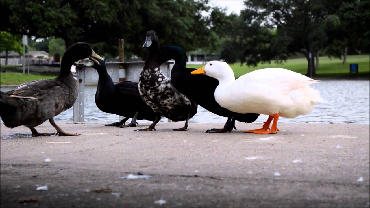 Duck Porn - Duck porn, or procreation if you prefer - YouTube