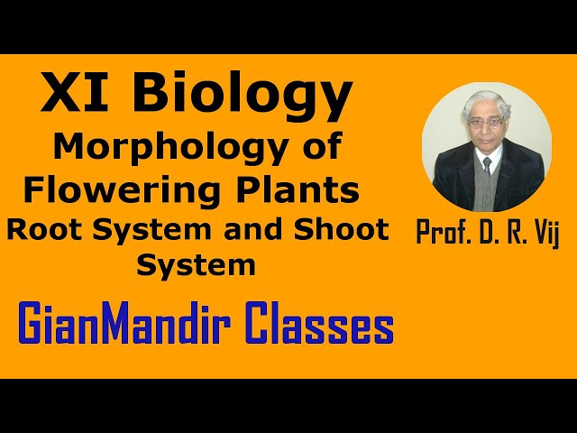 XI Biology | Morphology of Flowering Plants | Root System and Shoot System by Taranjeet Sir