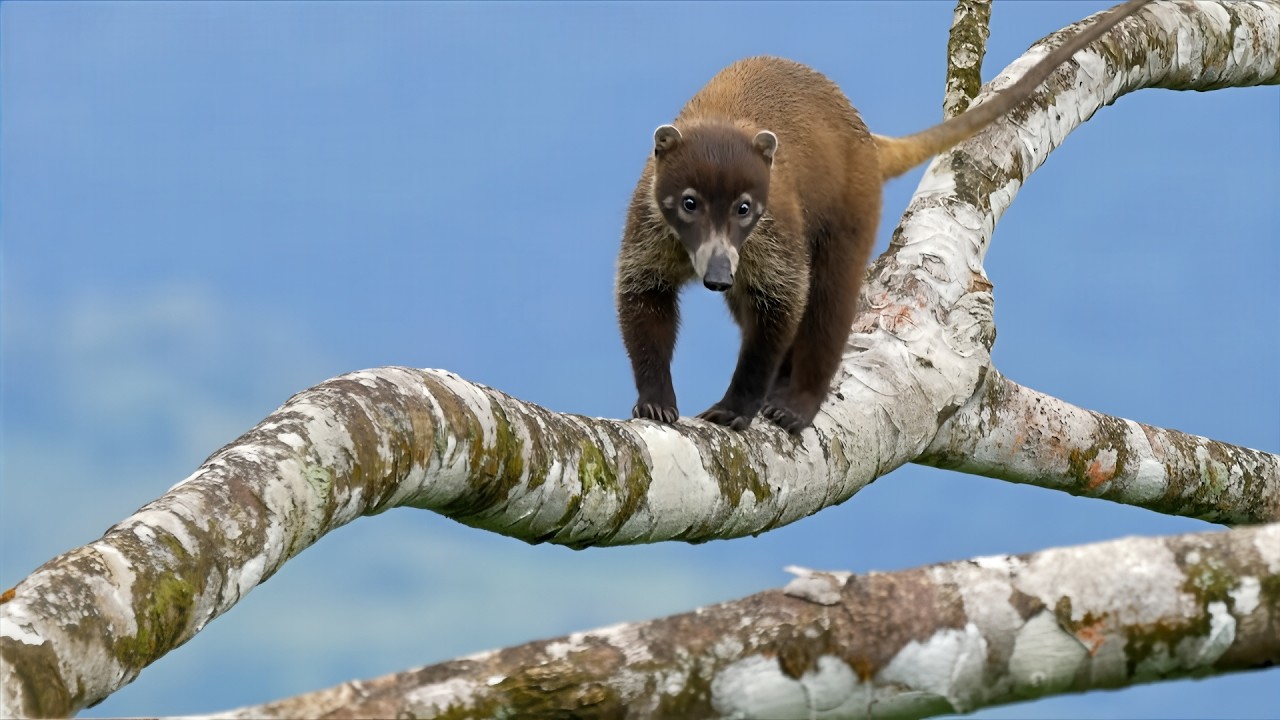 A Day in the Wild Heart of Costa Rica - 4K film