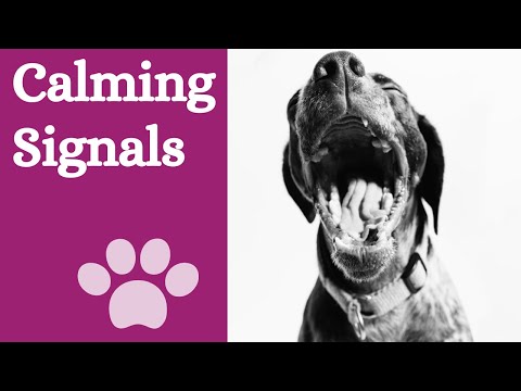 Videó: Mik azok a kutyák?