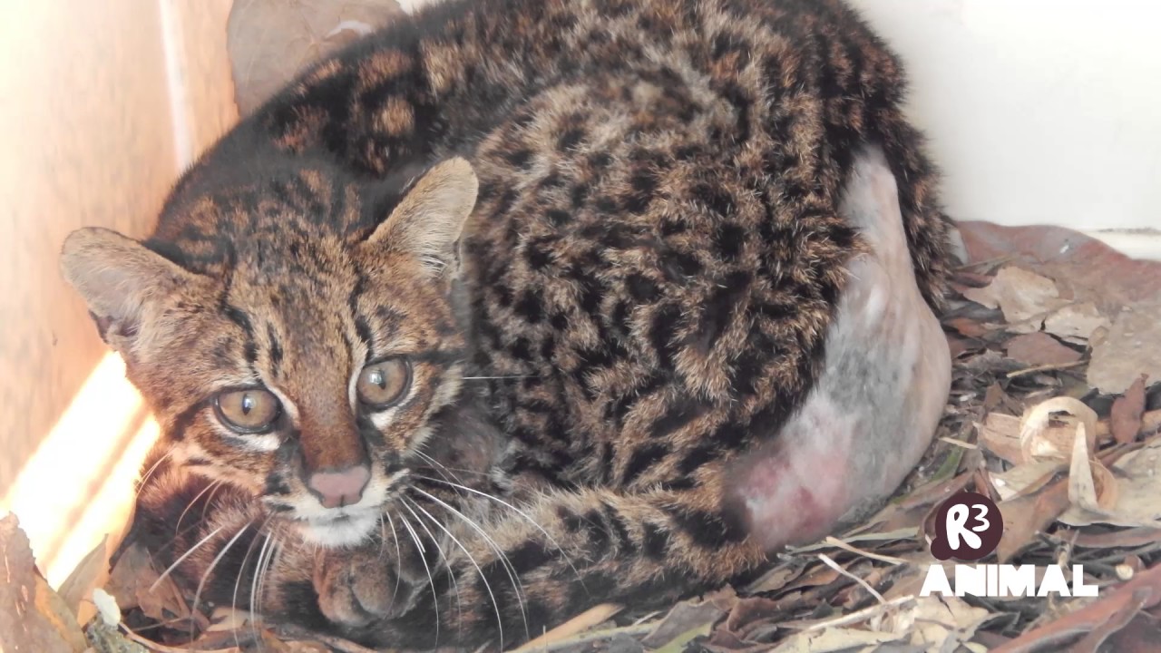 Gatodomatopequeno reabilitação YouTube Gatodomatopequeno reabilitação YouTube