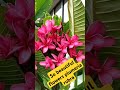 Beautiful flowers #youtubeshorts #gardening #garden #viralshort