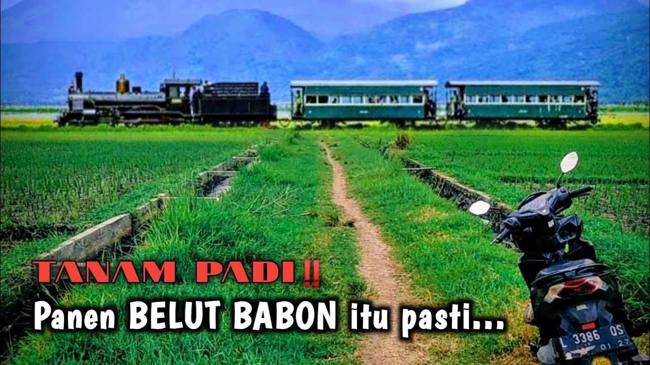 WAKTU YANG PAS‼️UNTUK MANCING BELUT BESAR DI SAWAH 