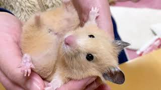 ハムスターの種類別の性格について なつく 自分にぴったりな子を選ぼう ネット動物園 生き物全般からペットまで