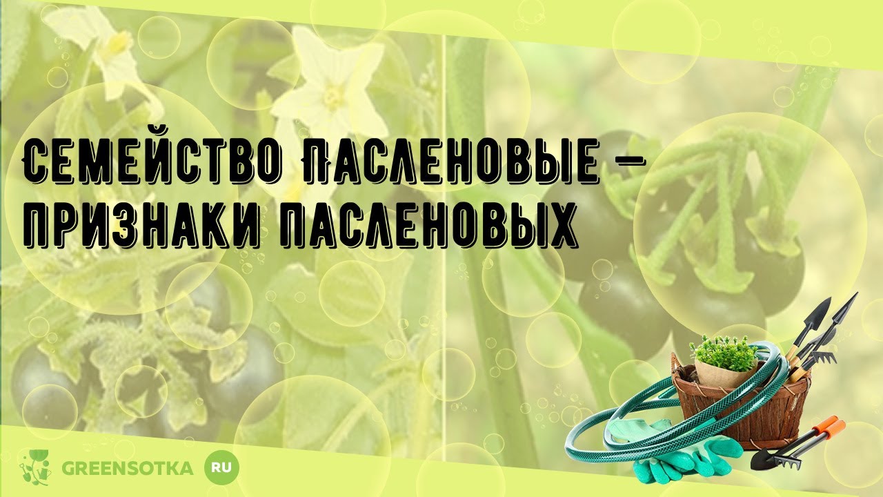 Семейство Пасленовые — признаки пасленовых - YouTube