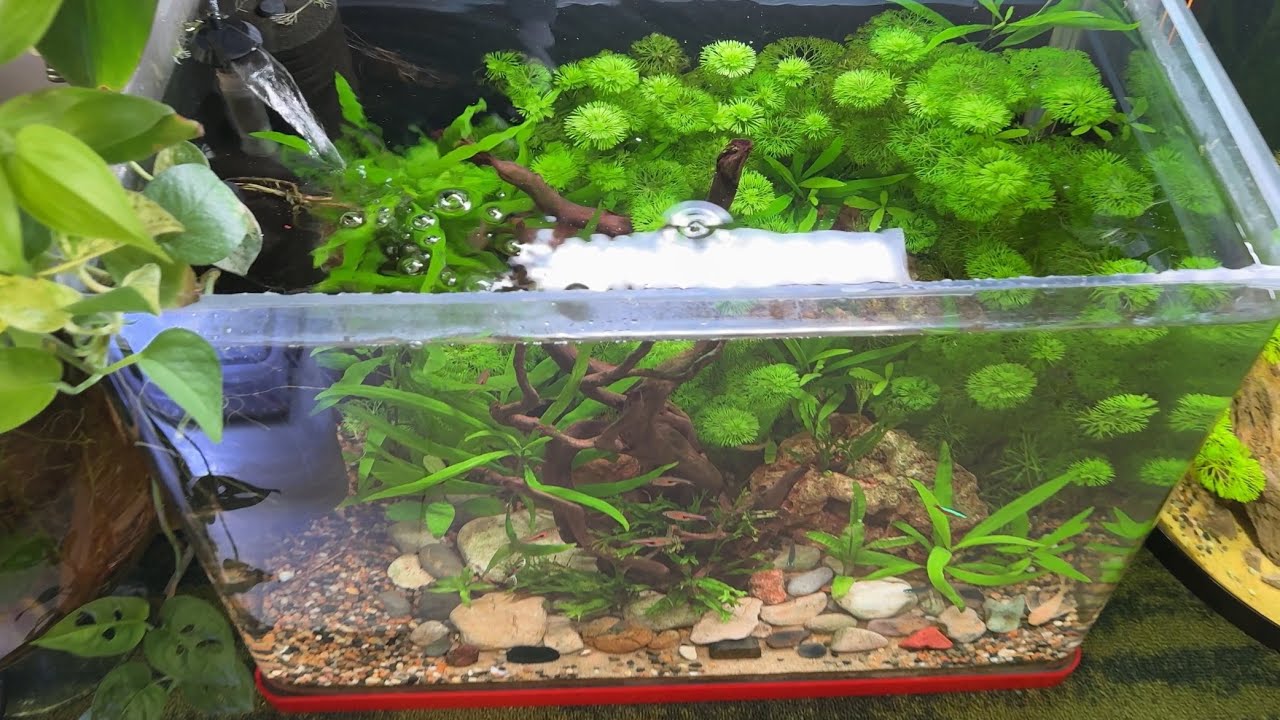 Rescaping my first tank - دووبارە دانانەوەی یەکەم حەوزی ماسی خۆم