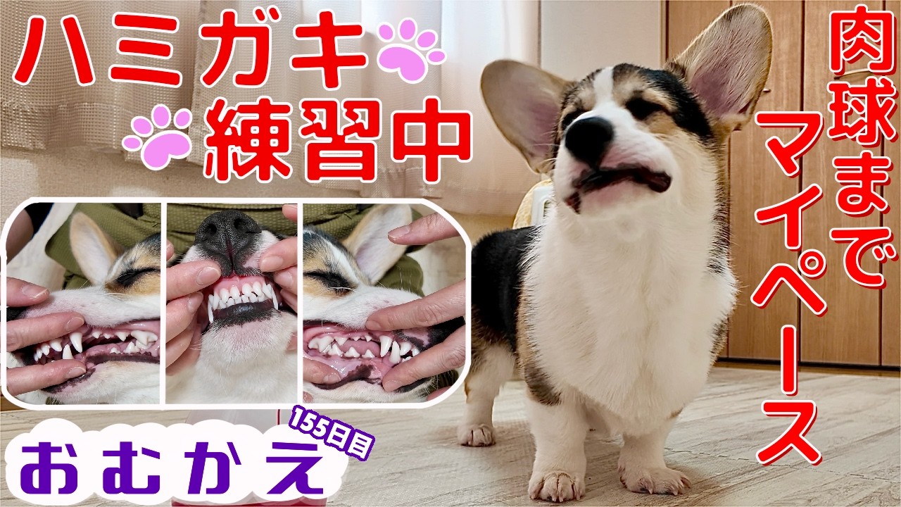 【コーギー】まったりマイペースな黒コーギーの変化を色々と確認してみる　寝起き歯磨き肉球の色の変化まで【生後七ヶ月のコーギー】