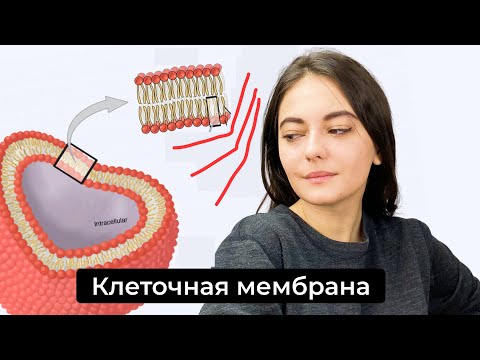 Строение клеточной мембраны