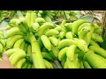 14th Harvest Banana Lacatan