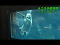【よこはま動物園ズーラシア】無邪気に遊ぶホッキョクグマのゴーゴ