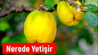 Ekmek Ayvası Nerede Hangi Bölgede Yetişir
