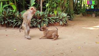 Cute Little Baby Monkey Yoko Activity Fun Playing With Friend Puppies Before Routine Bathing