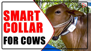 Dairy Tech: This Smart AI Collar Alerts Owner When To Inseminate Cow