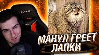 МАНУЛ ГРЕЕТ ЛАПКИ // РЕАКЦИЯ HELLYEAHPLAY
