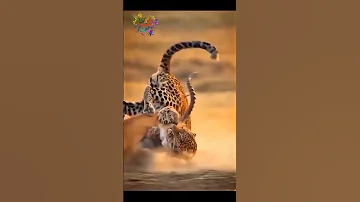 Surah At Takwir Best Recitation Alquran Shorts Viralvideo مقطع من سورة التكوير حامد علي زاده 