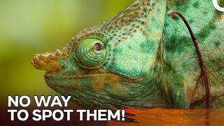 These Animals Are Just Like Spectres! | Jungle Planet