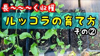 ルッコラ ロケット の栽培方法は プランターでも失敗しない育て方を解説 3ページ目 暮らし の