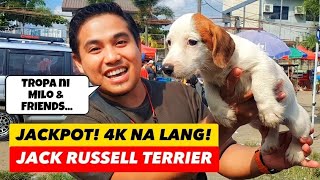 TROPA NI MILO AND FRIENDS! 4K LANG! JACK RUSSELL TERRIER SA BOCAUE PET MARKET!